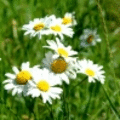 maleva maleva